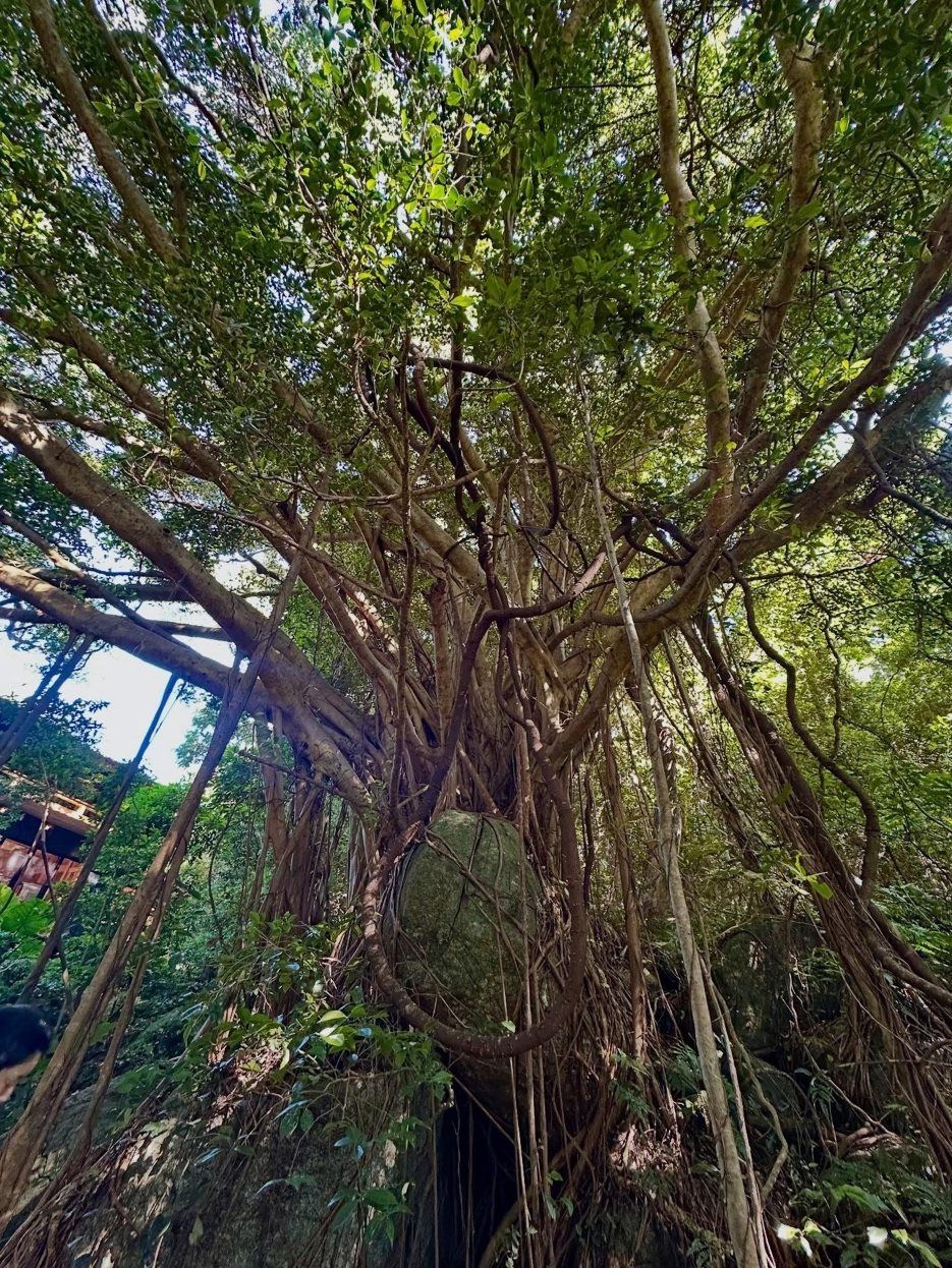 The great banyan tree, its aerial roots wrapped around a boulder