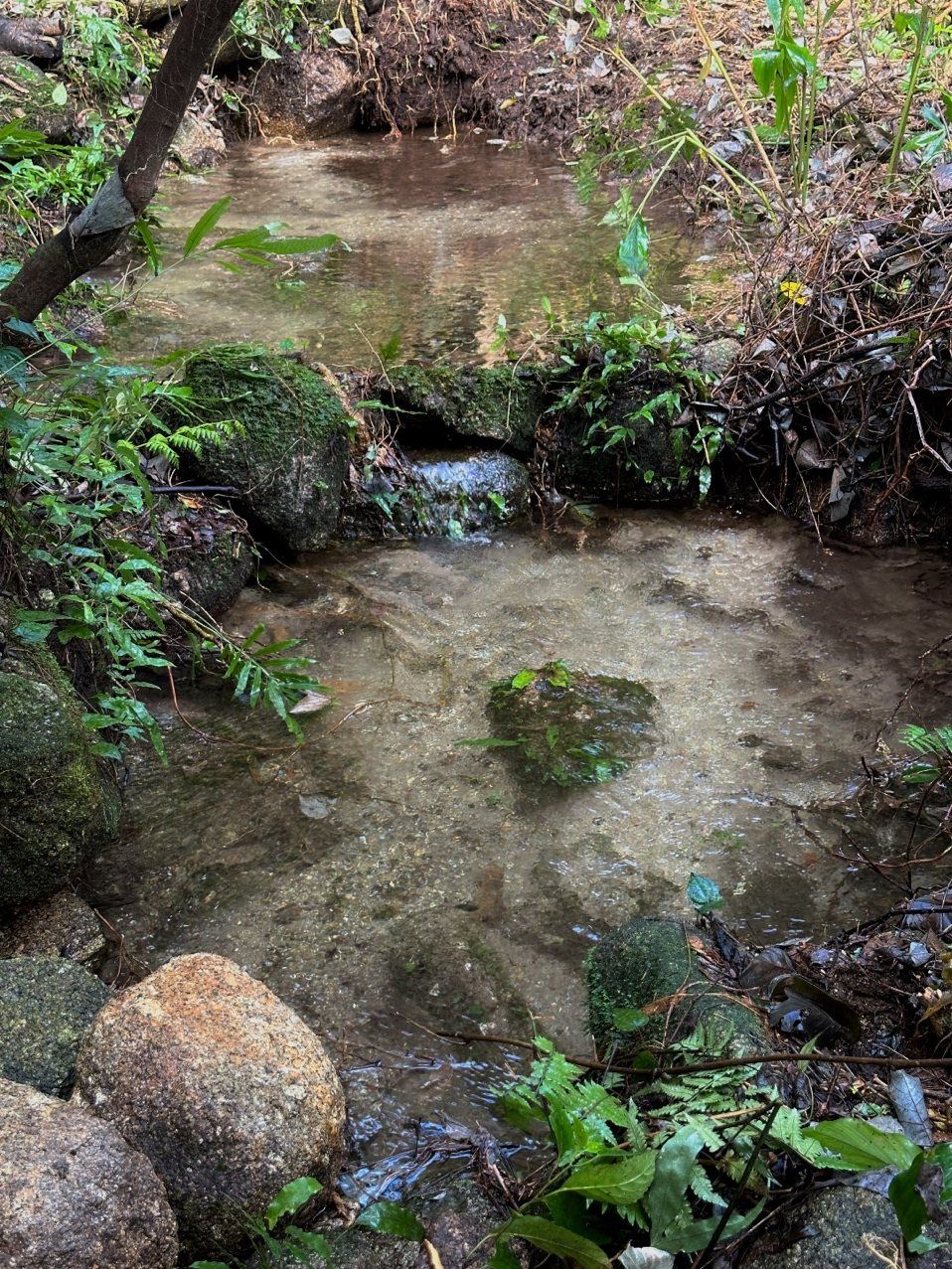 A spring-fed stream, cleared and flowing again